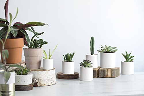 D'vine Dev 12 Pack 3 Inch Mini Plastic Plant Pots, Small Garden Planters for Plant with Drainage Holes and Saucers, White Color, 74-Z-C-4 - size: 3"