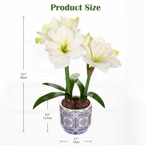 Briful Amaryllis Artificial Flowers in Blue Ceramic Pot 18.1" Faux White Amaryllis Flower Arrangement with Decorative Bulbs Moss Silk Amaryllis Plant for Home Office Bathroom Table Décor - color: White, size: Blue and White Ceramic Pot