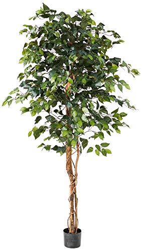 Nearly Natural 6ft Triple Trunk Artificial Ficus Tree with Natural Wood Trunks, Fake Tree for Indoor Home Décor, Faux Ficus Tree with Black Nursery Pot - size: 6ft, style: Tree in Pot