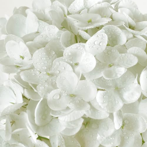 Coferset 3pcs White Lifelike Hydrangea Artificial Flowers 22inch Real Touch Faux Hydrangea Flower Stem for Home Party Wedding Floral Filler Arrangements Ceterpieces Bouquets - color: White, size: 3pcs