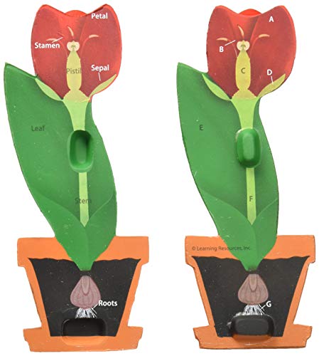 Learning Resources Cross-Section Flower Model - Foam Flowers with Stem, Biology Plant Model , Science Classroom Must Haves, STEM Homeschool, Back to School , Gifts for Teachers and Students