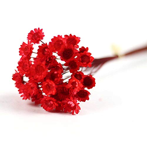 100 Stems Natural Dry Flowers Brazilian Small Star Daisy Decorative Dried Flowers Mini Daisy Chamomile Bouquet for Wedding Floral Arrangements Home Decorations (Red02) - color: Red02
