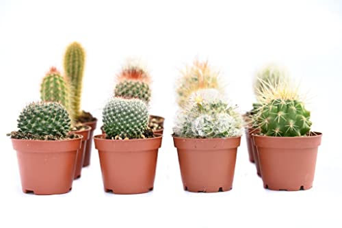Cactus Plants Live – Small Assorted 2-Inch Cactus Plants – Fully Rooted Potted Cactus Plants – Live Cactus Plant Set (12)