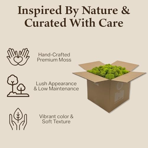 Preserved Reindeer Moss - Moss for Crafts, Home Decor, Art, Design & DIY Projects - Non-Toxic - USA Made (Chartreuse, Standard Box) - color: Chartreuse, size: Box