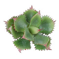 Duovlo Artificial Succulent Plant 7.08 Inch Faux Succulents Agave potatorum Flower Arrangement Craft Wall DIY Materials Pack of 2 (Green) - color: Green