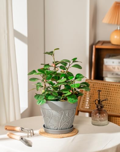 Melphoe Plant Pots Indoor with Drainage & Saucer, 2Pack 7 inch Flower Pots Outdoor Planters for Indoor Plants Garden Home Decor Cactus Succulent, Rigid Plastic (Imitation-Terracotta) Vine-Embossed - color: Cement Grey Color, size: 7''