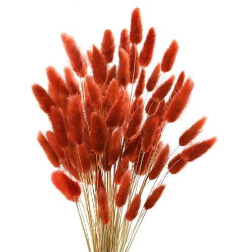 Uieke 17’’ Natural Bunny Tails Dried Flowers, 50 Pcs Dried Lagurus Ovatus, Dried Burnt Orange Pampas Grass Decor for Farmhouse Flower Arrangements Wedding Home Boho Party Decorations - color: Burnt Orange-50pcs