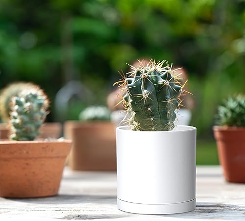 D'vine Dev 12 Pack 3.5 Inch Mini Plastic Plant Pots, Small Garden Planters for Plant with Drainage Holes and Saucers, White Color, 74-Z-D-4 - size: 3.5"