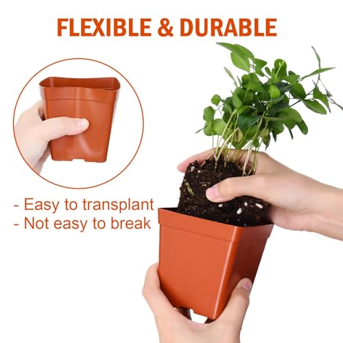 June Fox 100 Pack Red Square Nursery Pots with Drainage Holes 3.3 Inches Flexible Plastic Seedling Pots Square Pots for Plants, Succulent, Flower, with Plant Labels - color: Red