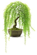 Dwarf Weeping Willow Bonsai Tree Cutting – Live Weeping Willow Cutting for Growing Your Own Cascading Willow Bonsai Tree – Fast-Growing, Hardy, Easy to Grow