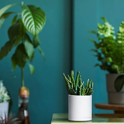 D'vine Dev 12 Pack 3.5 Inch Mini Plastic Plant Pots, Small Garden Planters for Plant with Drainage Holes and Saucers, White Color, 74-Z-D-4 - size: 3.5"