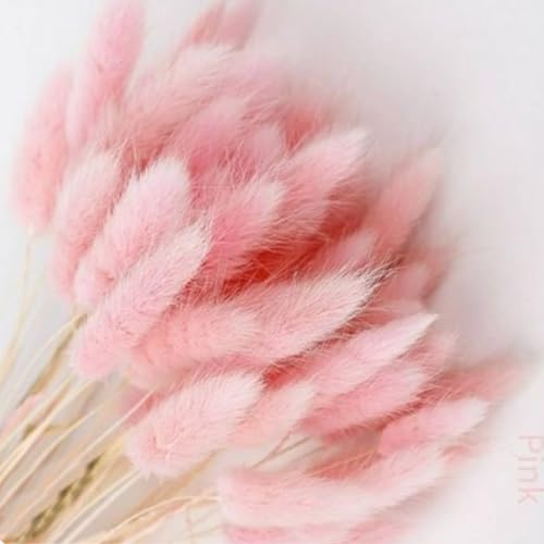 Bunny Tails Dried Flowers 100pcs Dried Pampass Grass Decor Bunny Tail Floral Stems 17 Inch Dried Flowers for Boho Decor Home Wedding Decoration Plants (Light Pink) - color: Light Pink