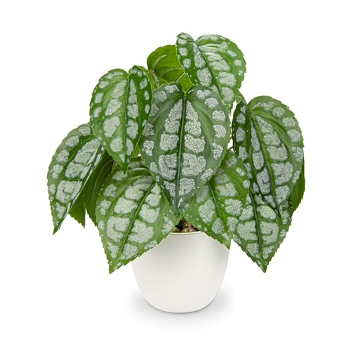 Fake Plants Small Faux Potted Plant 9.8 Inches Fake Piper Sylvaticum with Pot Artificial Plants Indoor for Home Decor Bedroom Aesthetic Bathroom Shelf Living Room Office Kitchen Table Decoration - color: 9.8'' Green