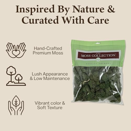 Quality Growers - Preserved Reindeer Moss - Moss for Crafts, Home Decor, Art, Design & DIY Projects - Non-Toxic - USA Made (Basil, Medium, 2-Pack) - color: Basil, size: Medium (2-Pack)