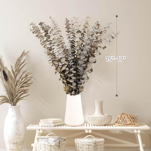 Tavkite 16 Pcs Dried Eucalyptus Stems, 17'' Natural Fresh Eucalyptus Leaves Branches Hanging for Shower, Preserved Real Plant Live for Home SPA Wall Bathroom Wedding Party Vase Decor - color: Natural