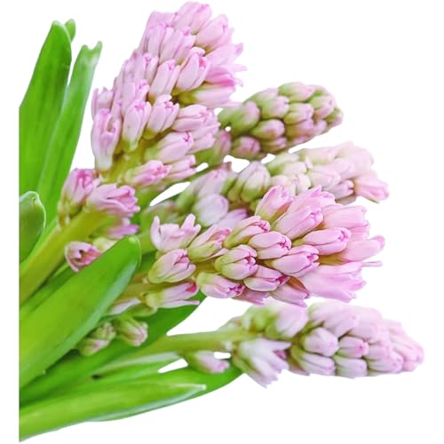 15 Stems Hyacinth Randomly Mix Colors Fresh Cut Flowers Arrangement Gifts For Home Decoration Birthdays Anniversaries Healing Sympathy Friendship and Love