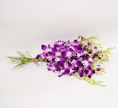 Athena’s Garden Fresh Cut Purple Orchids 10 Stems Sonia Dendrobium Orchids Flowers - size: 10 Stems