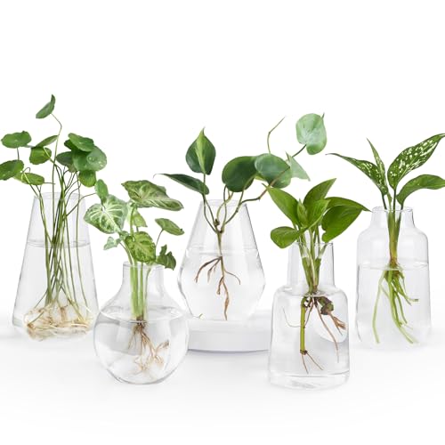 Mkono Propagation Vases for Plants, Set of 5 Small Glass Jar Planters for Hydroponic Cutting Flowers, Plant Station Bud Vases for Centerpieces Home Office Decor Gift - color: Clear