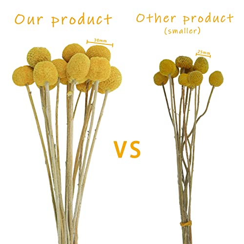 Uieke 30Pcs Natural Dried Flowers Craspedia Billy Balls Flowers Billy Buttons Floral Bouquet for Flower Arrangements Wedding Home Tall Vase Decor Yellow - color: Yellow-30mm-30pcs