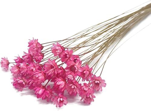100 Stems Natural Dry Flowers Brazilian Small Star Daisy Decorative Dried Flowers Mini Daisy Chamomile Bouquet for Wedding Floral Arrangements Home Decorations (Pink) - color: Pink