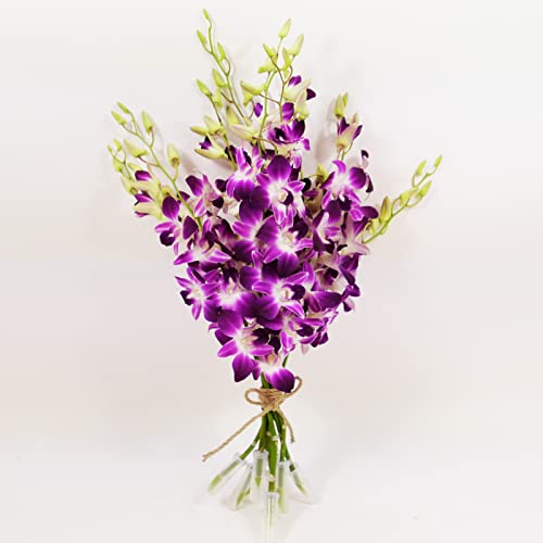 Athena’s Garden Fresh Cut Purple Orchids 10 Stems Sonia Dendrobium Orchids Flowers - size: 10 Stems