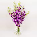 Athena’s Garden Fresh Cut Purple Orchids 10 Stems Sonia Dendrobium Orchids Flowers - size: 10 Stems