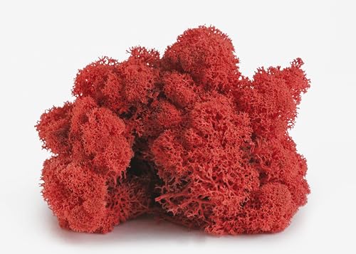SuperMoss 7 59834 21785 5 Reindeer Moss Preserved, Appx. 3 lb Bulk Case, Red - color: Red, size: Appx. 3 lb Bulk Case