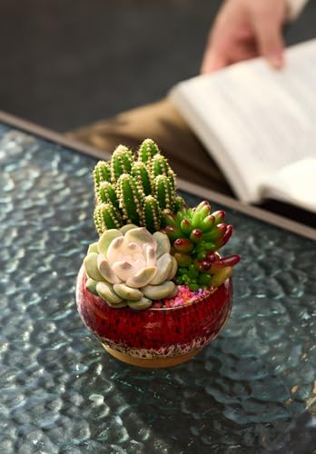 Cute Ceramic Succulent Garden Pots, Planter with Drainage and Attached Saucer, Set of 5 -Plants Not Included (Round+White Border) - color: Round+white Border