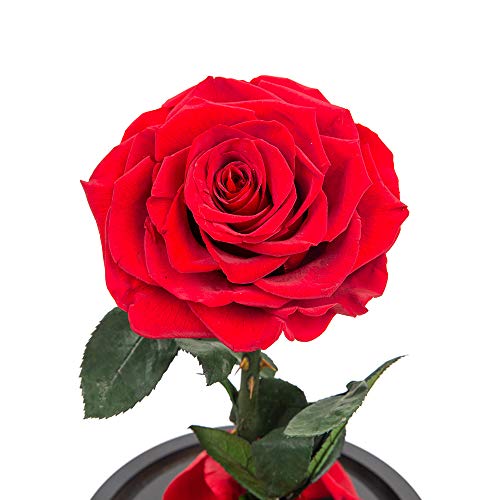 Red Roses Handmade Rose in Glass Dome, Preserved Flowers Never Withered Romantic Gifts for Her, Mother's Day, Birthday Gifts for Women - color: Red, size: Large