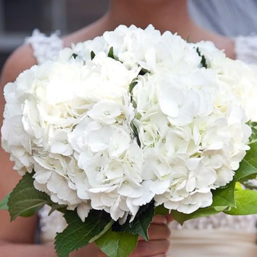 Coferset 3pcs White Lifelike Hydrangea Artificial Flowers 22inch Real Touch Faux Hydrangea Flower Stem for Home Party Wedding Floral Filler Arrangements Ceterpieces Bouquets - color: White, size: 3pcs