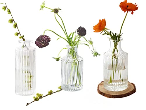 Set of 3 Mini Clear Glass Vase,Small Flower Bud Vase Hydroponics Planter Decorative for Flower,Table,Party,Home,Centerpieces(Clear 3) - color: Clear 3