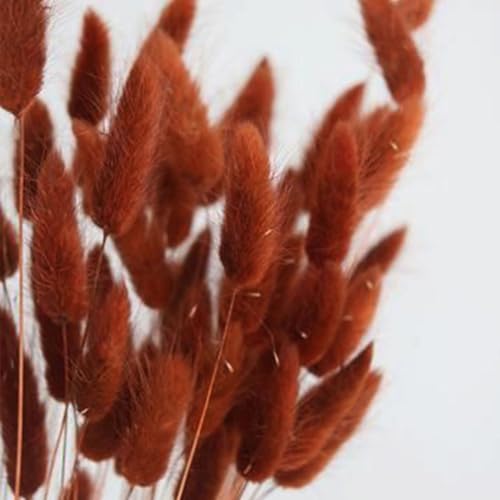 Bunny Tails Dried Flowers 100pcs Dried Pampass Grass Decor Bunny Tail Floral Stems 17 Inch Dried Flowers for Boho Decor Home Wedding Decoration Plants (Burnt Orange) - color: Burnt Orange