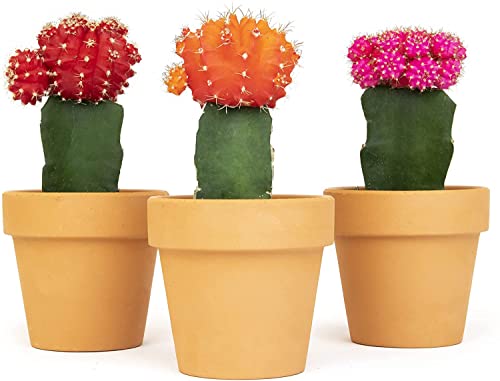 Grafted Cactus Succulent 3PK in 3" Terracotta Pots, Live Succulents & Mini Cacti Plant Gift, Real Houseplants for Home or Office, Easy Care Houseplant Trio by Plants for Pets