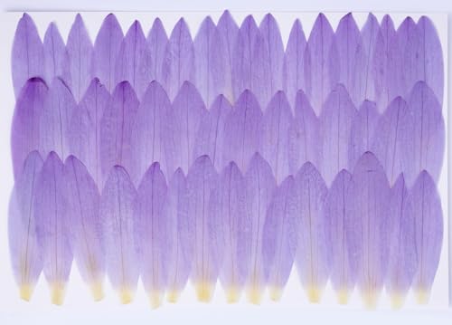 48 Pcs Mix Natural Dried Pressed Water Lily Petals for Cake Decorating, Cocktail Garnish, Resin Jewelry Making, DIY Art Crafts (Water Lily) - color: Water Lily