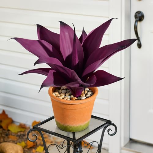 2 Set Real Touch Artificial Agave Plants, Lifelike Faux Succulent in Pot Desk Table Snake Plant Indoor Decor for Living Room Bathroom Shelf Office (Green+Purple) - color: Green+purple