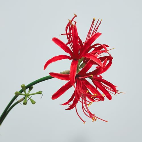 6 Sets 67 CM Lycoris Radiata Artificial Spider Lily Flowers Stonegarlic Clusteramaryllis for Home Garden Wedding Party Decor (Red) - color: Red