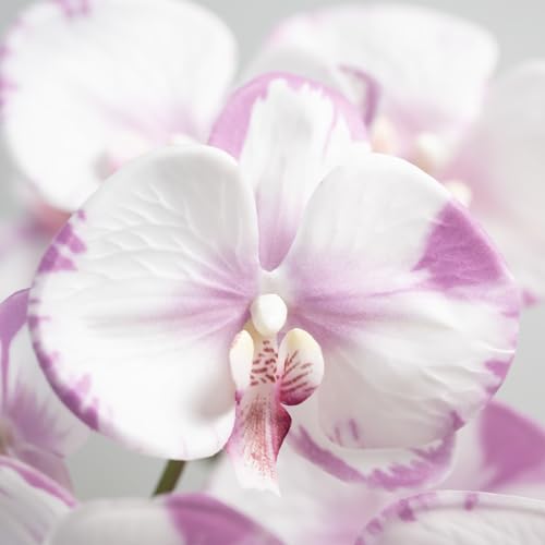 DUYONE 35 Inch Artificial Butterfly Orchid Flowers 4 Pcs softTouch Orchid Fake Phalaenopsis Flowers Stem Plants for Wedding Home Decoration (Light Purple 4pcs) - color: Light Purple 4pcs (Not Include Vases)