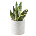 Docrin Ceramic Planters Indoor, 8 Inch Plant Pot with Drainage Holes for Home/Office - White Honeycomb - color: White - 1pcs