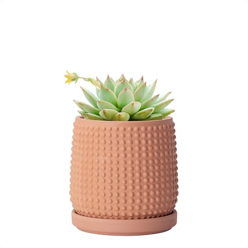 D'vine Dev 4 Inch Terracotta Beaded Planter Pot - Flower Pot with Drainage Holes and Saucers for Indoor Succulent Plants or Flowers,Terracotta, 27-C-Z-7 - color: Terracotta, size: 4.3 Inch