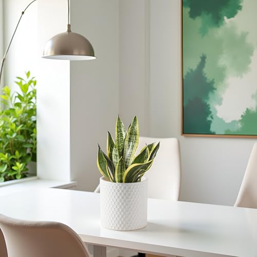 Docrin Ceramic Planters Indoor, 8 Inch Plant Pot with Drainage Holes for Home/Office - White Honeycomb - color: White - 1pcs