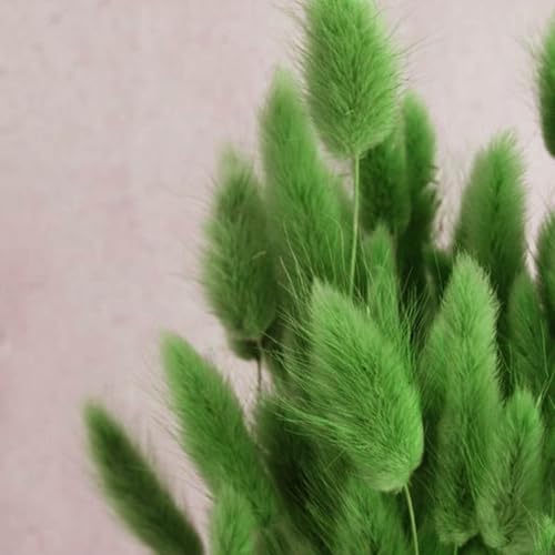 Bunny Tails Dried Flowers 100pcs Dried Pampass Grass Decor Bunny Tail Floral Stems 17 Inch Dried Flowers for Boho Decor Home Wedding Decoration Plants (Green) - color: Green