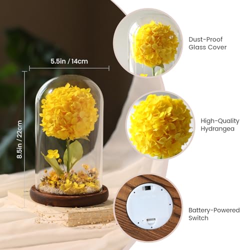 Forever Hydrangeas in Glass Dome,Forever Preserved Flowers Gifts Mothers Day Birthday for Grandma Women Mom Wife,Fresh Flowers for Delivery/Yellow Hydrangea - color: Yellow