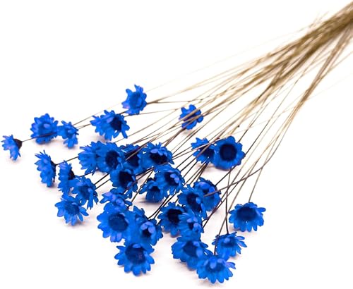 100 Stems Natural Dry Flowers Brazilian Small Star Daisy Decorative Dried Flowers Mini Daisy Chamomile Bouquet for Wedding Floral Arrangements Home Decorations (Royal Blue) - color: Royal Blue