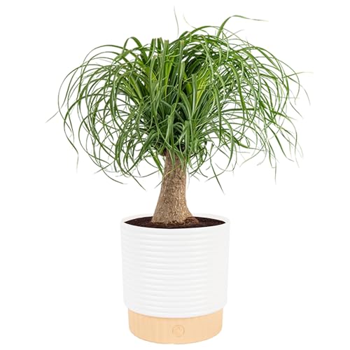 Costa Farms Ponytail Palm Live Plant in Decorative Pot, Easy to Maintain Indoor Houseplant, Perfect for Home, Room, or Office Decor, Great House Warming or Birthday Gift, 12-24 Inches Tall - style: Palm, Medium (1-2 Feet Tall), in Decorative Plant Pot