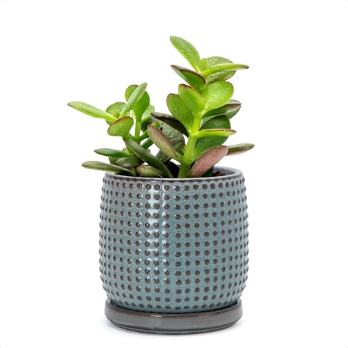 D'vine Dev 4 Inch Ceramic Beaded Stoneware Planter Pot - Flower Pot with Drainage Holes and Saucers for Indoor Succulent Plants or Flowers, Graphite Blue, 27-C-Z-9 - color: Graphite Blue, size: 4.3 Inch