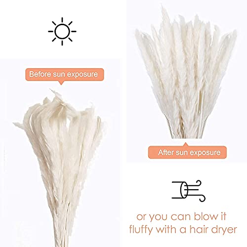 60 Pcs White Pampas Grass ,17 inch/45 cm Natural Dried Pampas Grass Branches Decor for Home Kitchen Garden Party Photographing Flower Arrangement Vase Decor（White - color: White-pro
