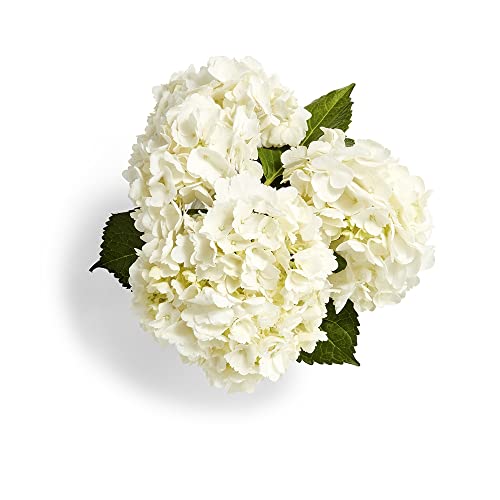 Combo Hydrangea 3 Stem, 1 EA
