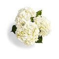 Combo Hydrangea 3 Stem, 1 EA