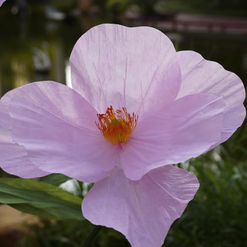 Large Paper Artificial Flowers,Giant Flowers for Decoration,Huge Handcrafted Poppy Fake Flowers with Stand for Home Decor Bridal Shower Party Outdoors Yard Event Backdrop Decor (Pink) - color: Pink