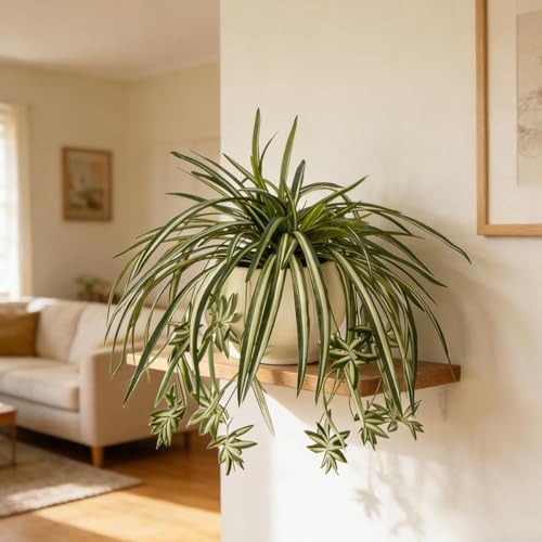 Sousi Artificial Spider Plant Silk Faux Chlorophytum Comosum Greenery Fake Spider Hanging Plant Decor for Outdoor Indoor Home Garden Office Summer Decoreation 3Pcs(23.62'') - color: Green Without Pot